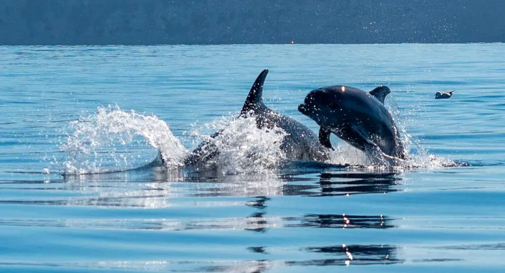 Dolphins Family Visit our beautiful Island