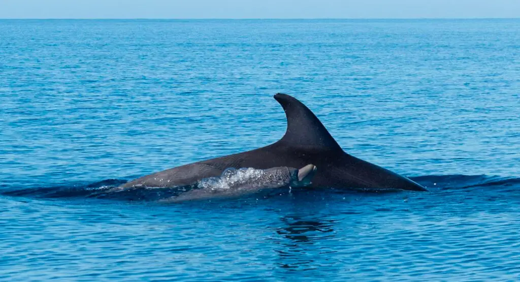 Dolphin Family Visits Ibiza Waters