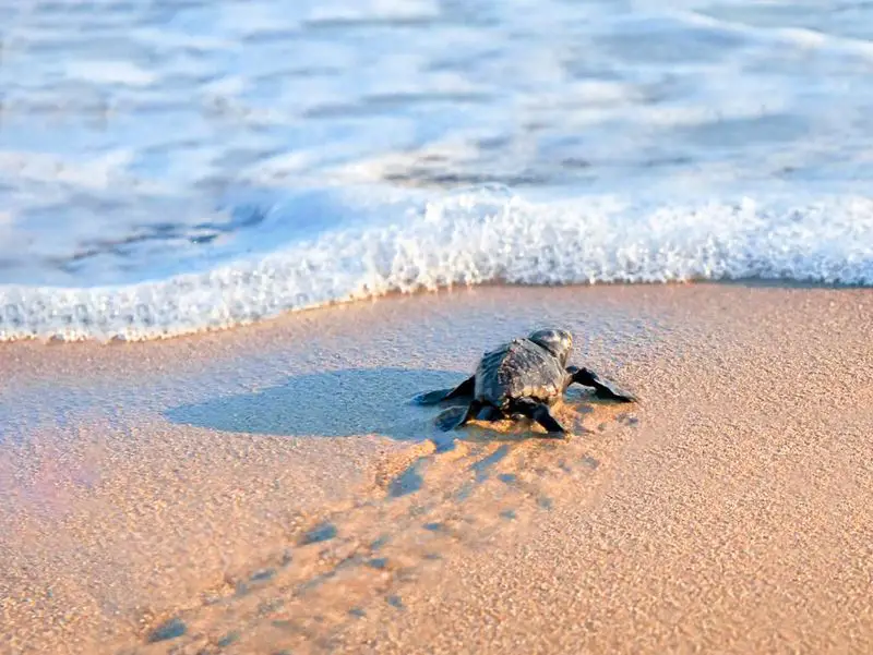 A Significant Turn for Turtles in Ibiza - Repeat Ibiza