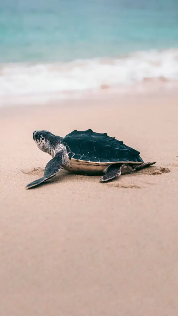 The Remarkable Hatching of Sea Turtles at Es Cavallet Beach, Ibiza